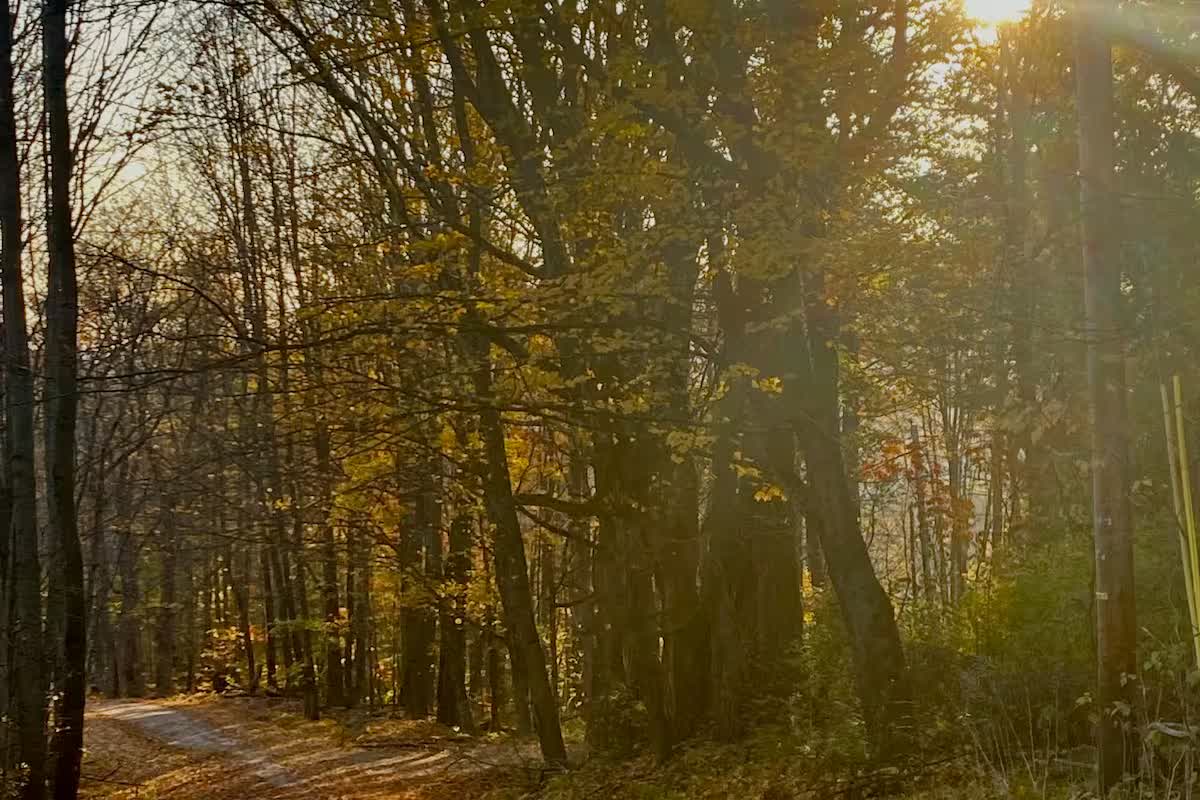 Wooded trails on property